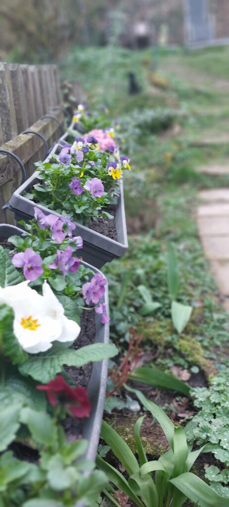 Grünflächenpflege Blumenkästen