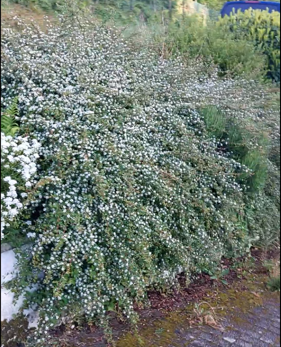Foto einer ungepflegten Hecke