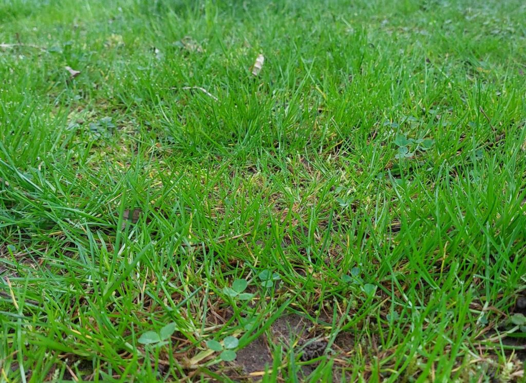Foto einer ungepflegten Rasenfläche